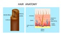Hair anatomy and hair follicle.