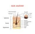 Hair anatomy illustration vector on white background. Madical co