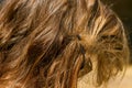 Hair of a Blond Girl Tangled in a Pony Tail Holder Royalty Free Stock Photo