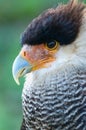 Hair caracara falcon Royalty Free Stock Photo