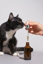 Hair care routine. Oil for skin. Girl holding dropper with black cat Royalty Free Stock Photo