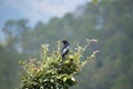 Hair crested drongo