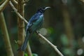 Hair-crested drongo perched on a branch