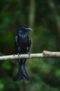 Hair-crested drongo perched on a branch in nature Thailand