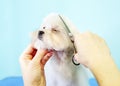 Hair cutting the cheek of a Maltese lapdog close-up Royalty Free Stock Photo