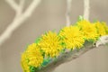 Hair decoration wreth of artificial colored flowers Royalty Free Stock Photo