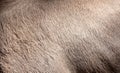 Hair on a deer skin as an abstract background. Texture Royalty Free Stock Photo