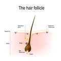 Hair follicle.