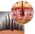 Hair Follicle Anatomy Royalty Free Stock Photo