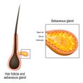 Hair follicle. Cross section of sebaceous gland