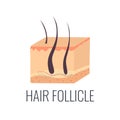 Hair follicle illustration. Skin structure