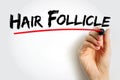 Hair Follicle is an organ found in mammalian skin, text concept background