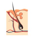 Hair follicle section vectored