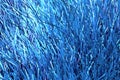 Hair grass background in multiple blue