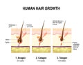 Hair Growth. Anagen, Catagen And Telogen