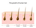 Hair growth cycle from anagen and catagen to telogen phase