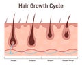 Hair growth cycle. Hair developing stages, anagen, telogen, catagen.