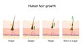 Hair growth cycle. Human skin. Follicle anatomy