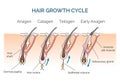Hair growth cycle Royalty Free Stock Photo