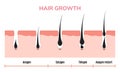 Hair growth cycle skin. Follicle anatomy anagen phase, hair growth diagram illustration