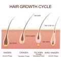 Hair growth phase step by step.Stages of the hair growth cycle