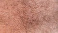 Hair on the human body. Curly hair on a man`s chest. Close-up. Hair texture. Top view Royalty Free Stock Photo