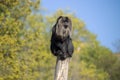 Lion-tailed Macaque sitting on a wooden pole in the background of deciduous trees with blue sky (Macaca silenus)
