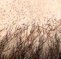 Hair on a man`s beard. close Royalty Free Stock Photo