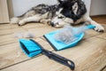 The hair after molting the dog is collected in a scoop with a brush. Cleaning dog hair at home. Pet care Royalty Free Stock Photo