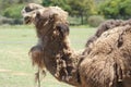 Camel With Malting Hair