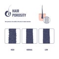 Hair porosity types chart of low, normal, high porous strand