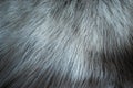 The hair of the reindeer, white fur mixed with gray and has a beautiful swaying pattern. Looks soft