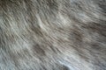 The hair of the reindeer, white fur mixed with gray and has a beautiful swaying pattern. Looks soft