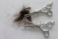 Hair and scissors for haircuts on white background.