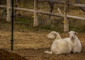 Hair sheep in pen in Boise Idaho