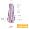 Hair strand anatomical structure detailed infographic poster