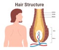 Hair structure. Cross section of the human hair with dermal papilla,