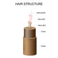 Hair structure from Cuticle and Cortex to Micro-fibril, Macro-fibril, and Alpha-keratin