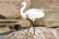 Hair style of a Bird Royalty Free Stock Photo