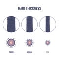 Hair thickness types chart of thin, medium, coarse strand width Royalty Free Stock Photo