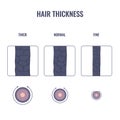 Hair thickness types chart of thin, medium, coarse strand width
