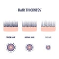 Hair thickness types chart of thin, medium and coarse strands