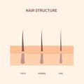 Hair width structure in skin cross-section diagram