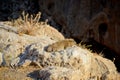 Hairaks Rock Procavia capensis in the wild, Ein Gedi National Reserve, Judean Desert, South Israel. Royalty Free Stock Photo