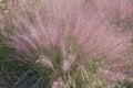 Hairawn muhly grass Royalty Free Stock Photo