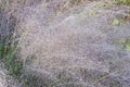 Hairawn muhly grass Royalty Free Stock Photo