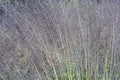 Hairawn muhly grass Royalty Free Stock Photo