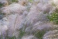 Hairawn muhly grass Royalty Free Stock Photo