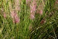 Hairawn muhly, Muhlenbergia capillaris Royalty Free Stock Photo