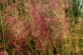 Hairawn muhly, Muhlenbergia capillaris Royalty Free Stock Photo